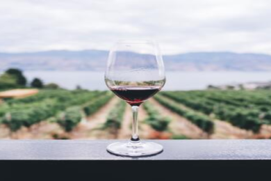 verre de vin face à un champs de vigne
