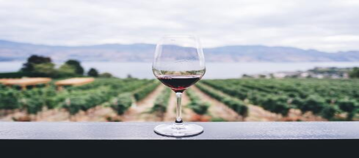 verre de vin face à un champs de vigne